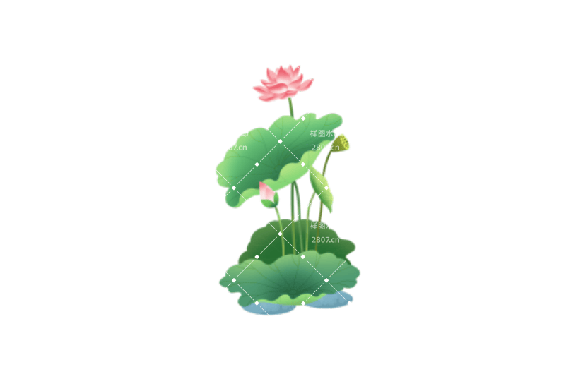 立夏植物荷花元素