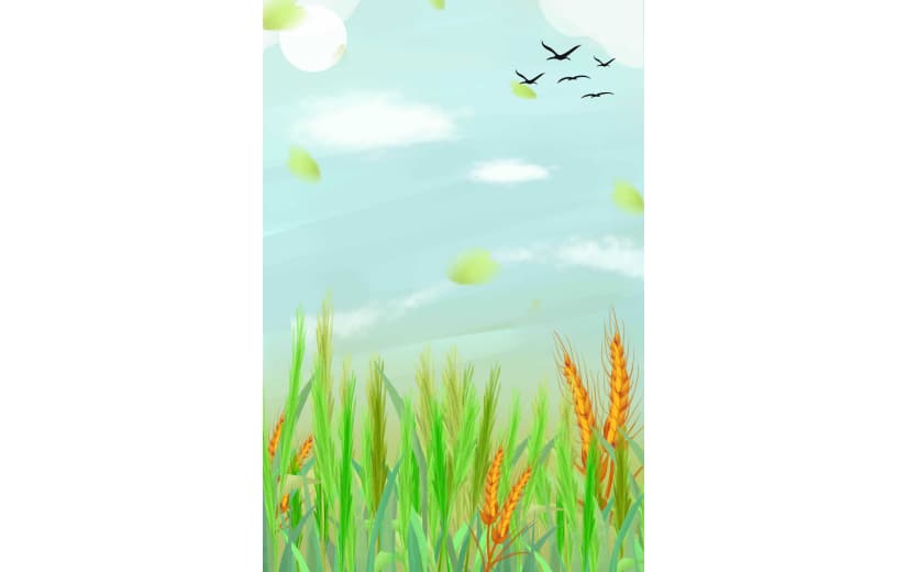 芒种节气麦子背景