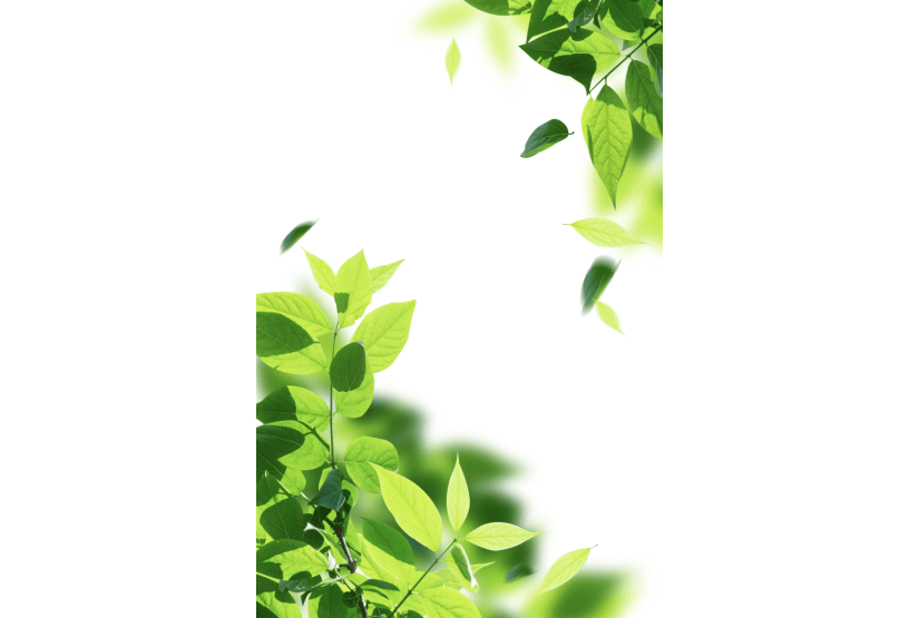 春天节气元素绿色植物树枝树叶装饰