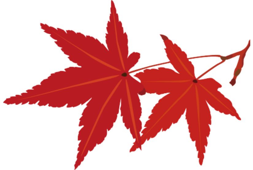 立秋：火红红的枫叶