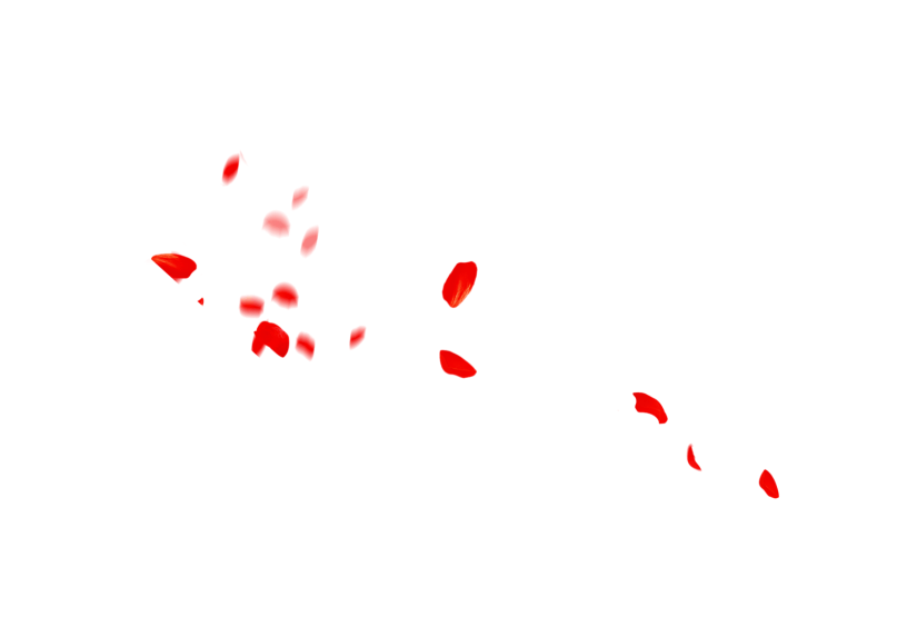 飘浮的红色花瓣PSD素材