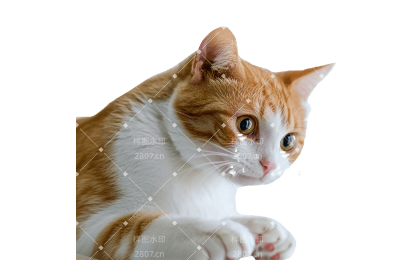 小红书猫咪狗狗动物爆款meme贴纸