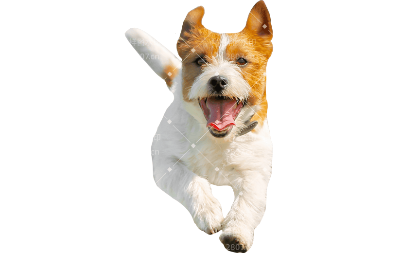 小红书猫咪狗狗动物爆款meme贴纸