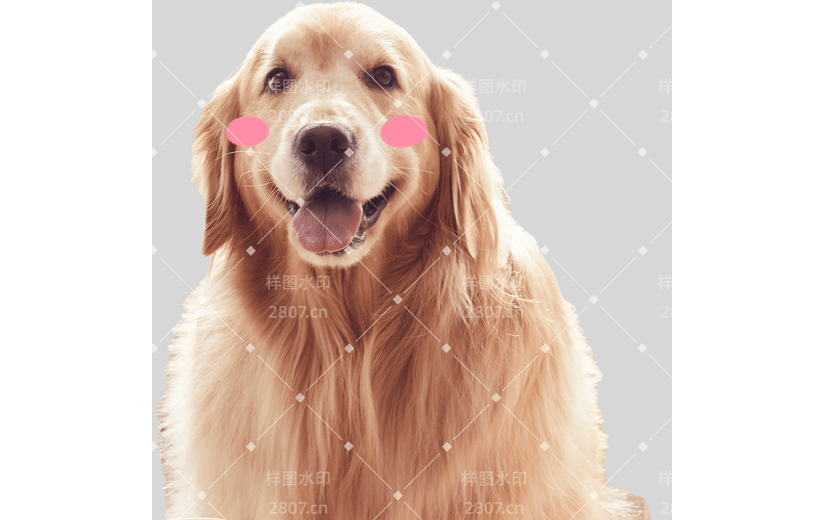 小红书猫咪狗狗动物爆款meme贴纸