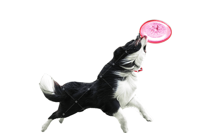 小红书猫咪狗狗动物爆款meme贴纸