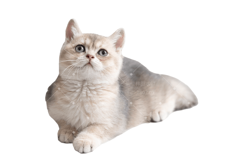 小红书猫咪狗狗动物爆款meme贴纸