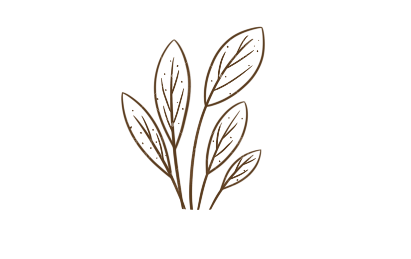 手绘树叶植物线稿