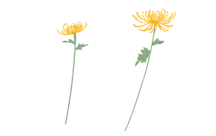 元素菊花花卉花朵元素