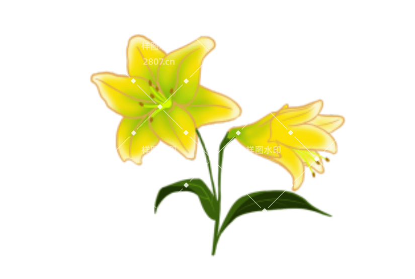 国风百合花卉植物