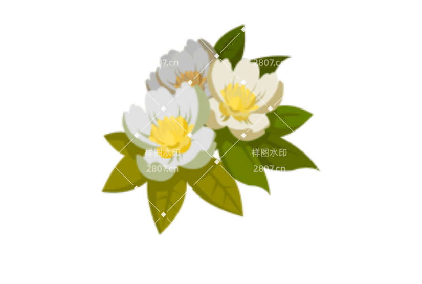 春天花朵白花梨花花枝
