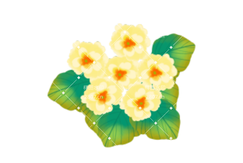 春天植物花朵报春花