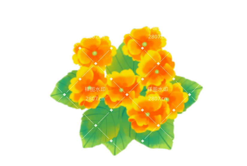 春天植物报春花开花