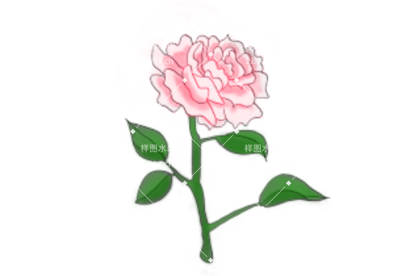 花卉植物蔷薇花朵