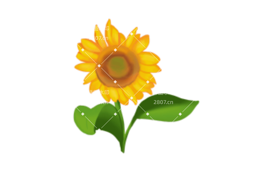 向日葵植物鲜花花卉