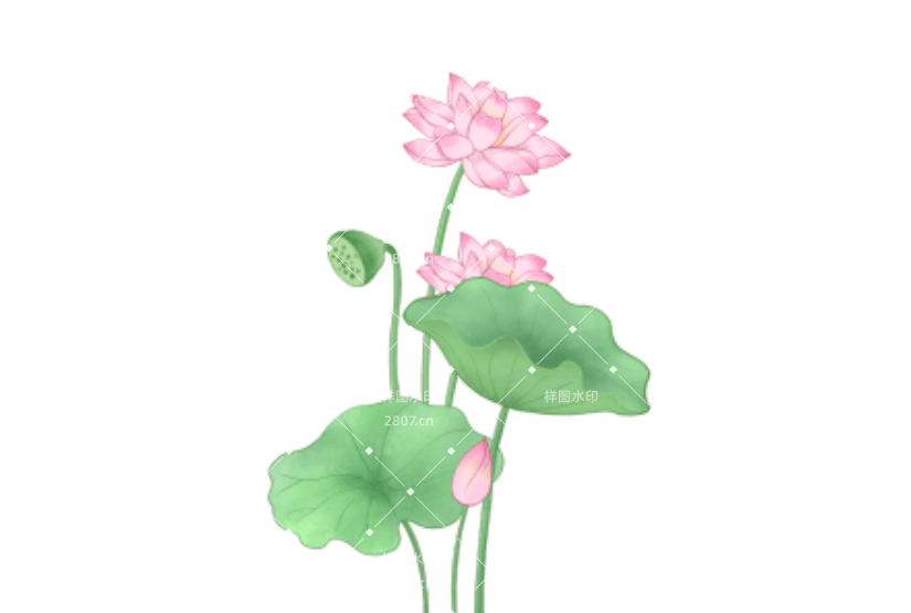 节日元素处暑元素荷花写实插画荷叶