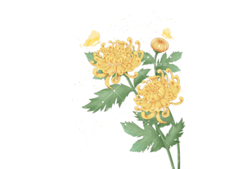 节日元素立秋元素菊花黄色手绘插画