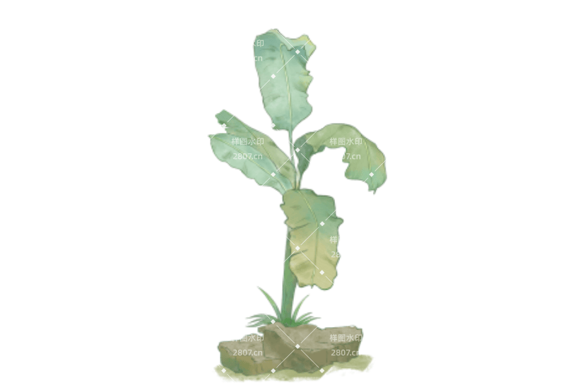 处暑节气芭蕉树水彩插画元素