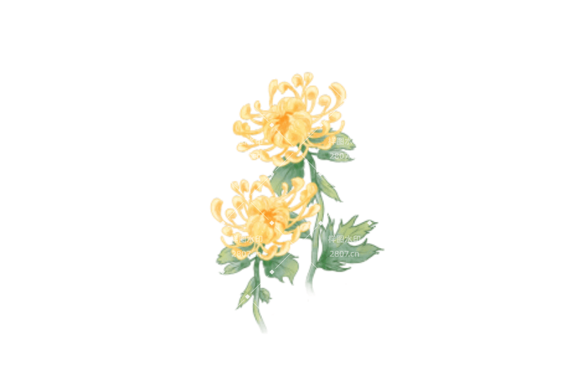 重阳节敬老菊花手绘元素