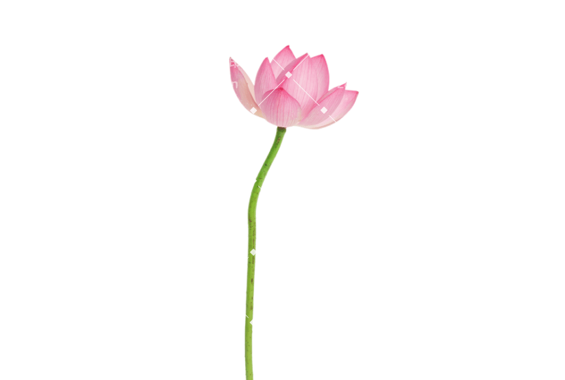 唯美鲜花花朵莲花