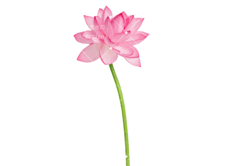 唯美鲜花花朵粉红色莲花