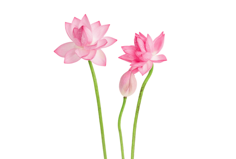 唯美鲜花花朵泡泡玫瑰
