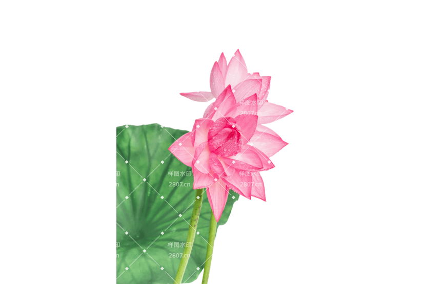 荷花荷叶植物花草