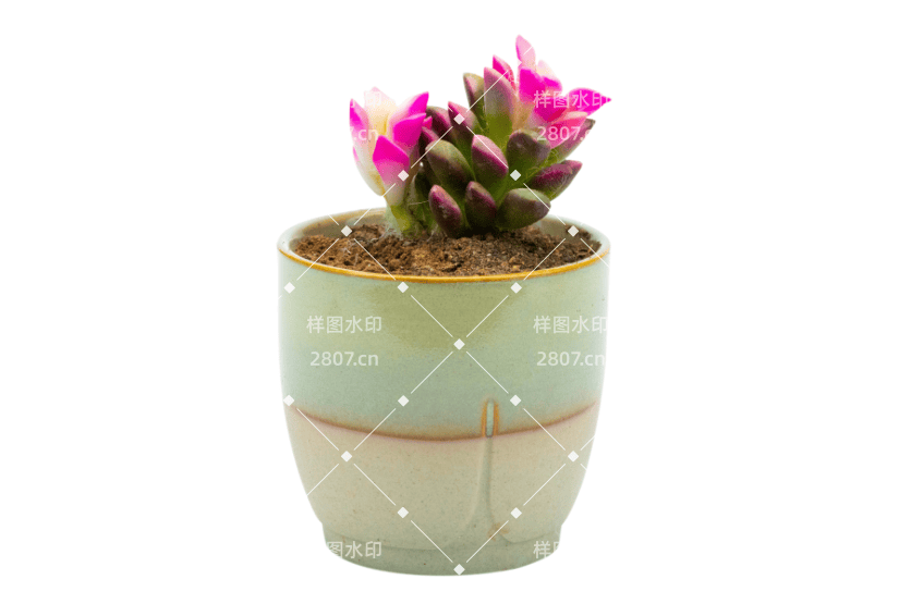 小清新绿色盆栽多肉