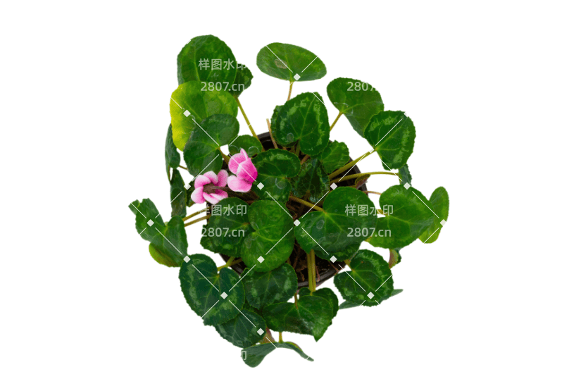 小清新绿色植物盆栽兰花