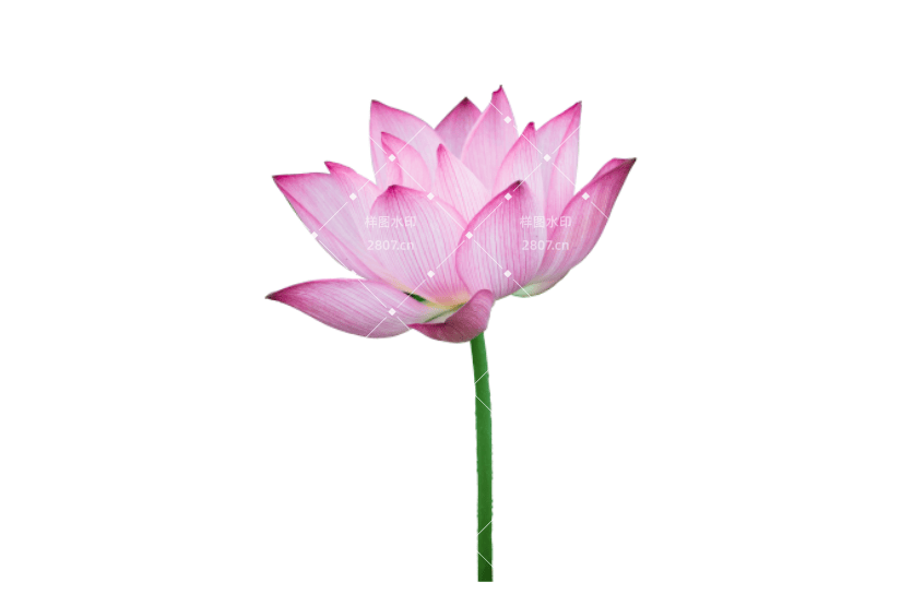 中国风唯美荷花元素