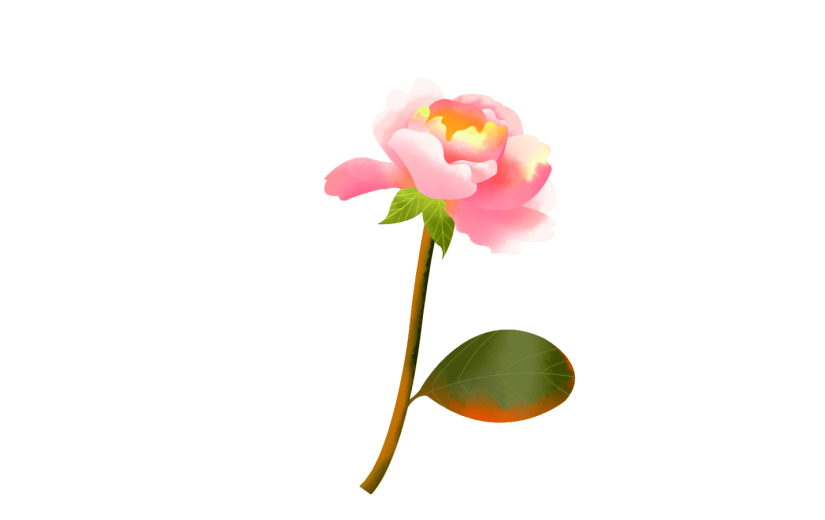元素手绘水彩花卉月季插画元素