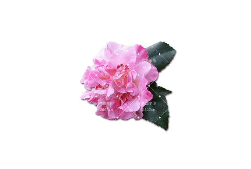 花朵类写实山茶花元素