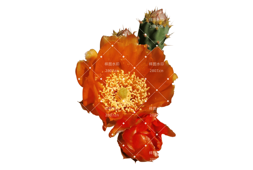 写实花卉仙人掌花新鲜花朵真实