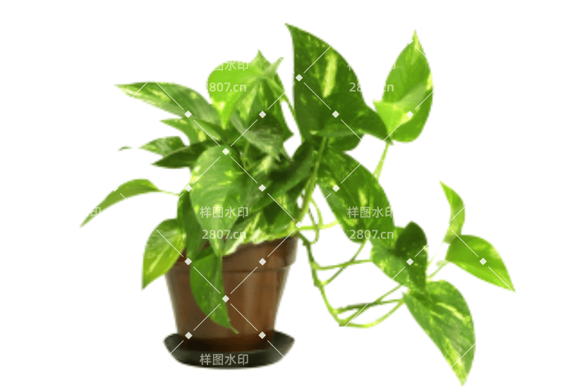 绿萝盆栽桌面绿植盆景PS素材