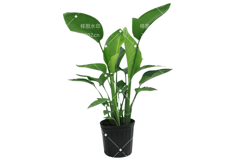 PS茂盛绿植桌面盆景室内大叶盆栽素材