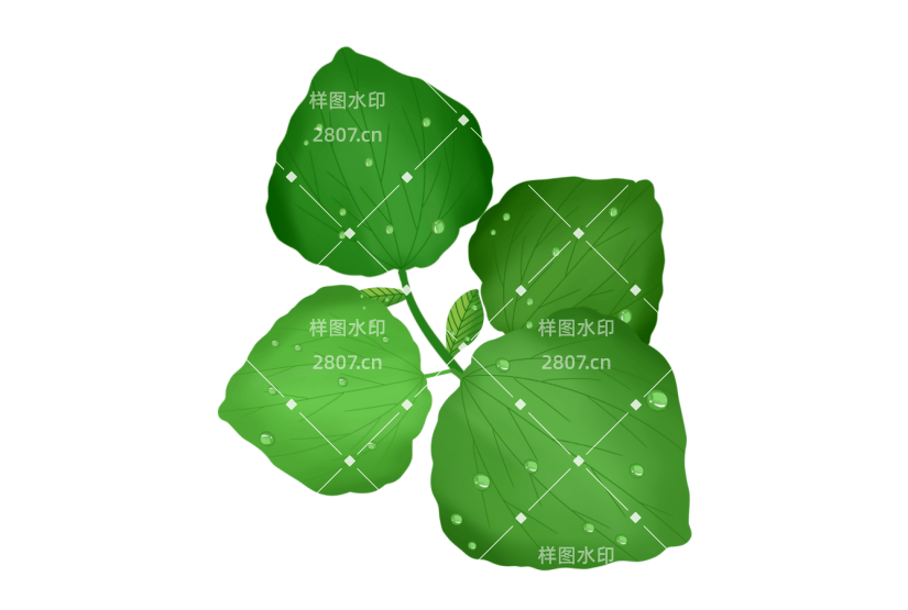 立春雨滴雨水植物装饰