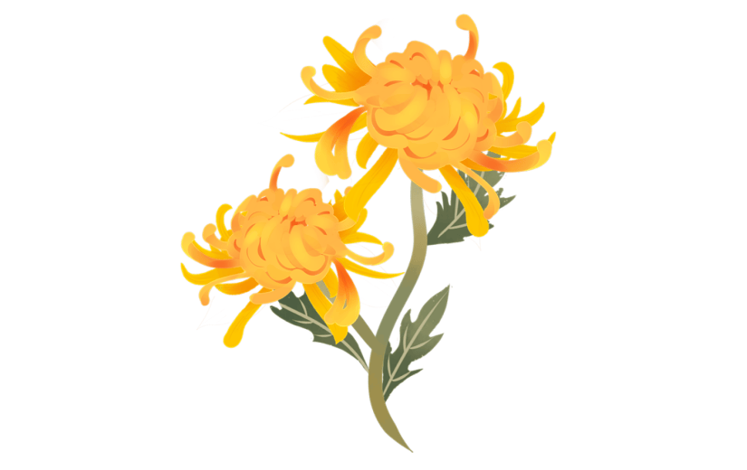 元素重阳节黄色菊花元素手绘