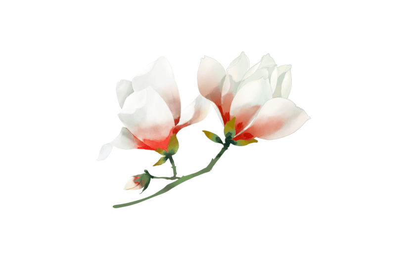 元素白色玉兰花枝