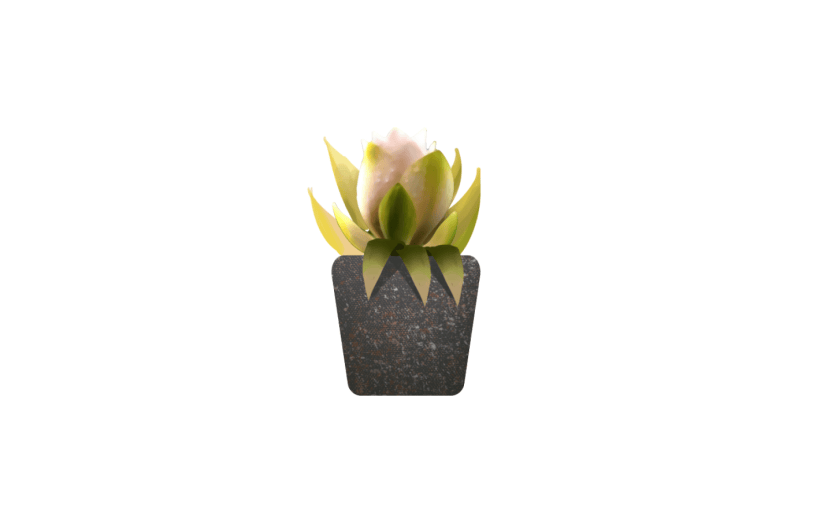 盆栽景观花卉家居绿植