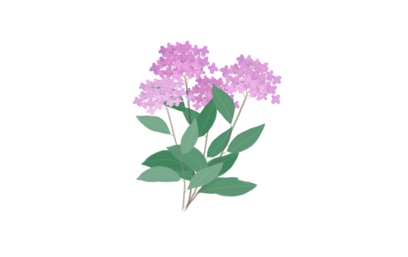 素材花卉花朵