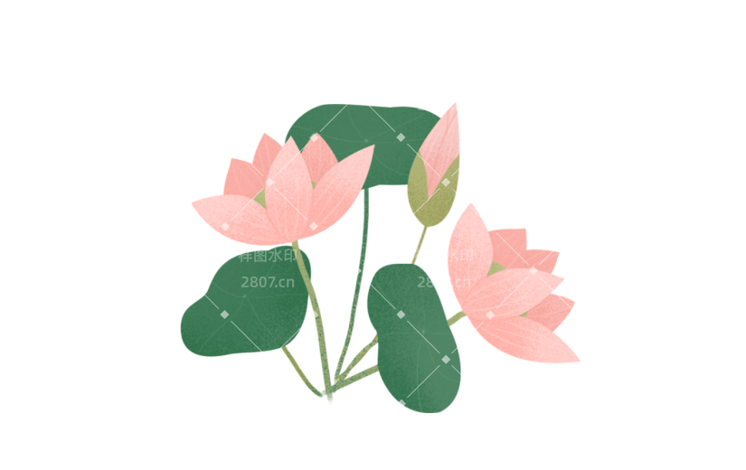 素材荷花花卉