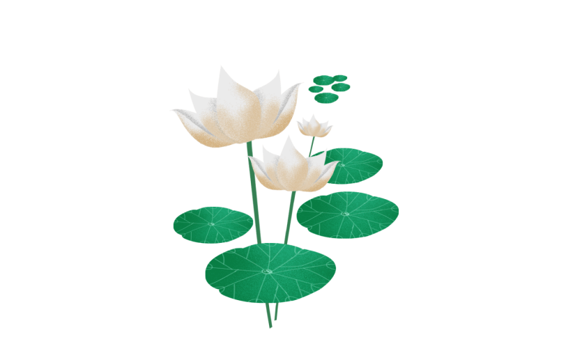 夏日荷花荷叶花卉