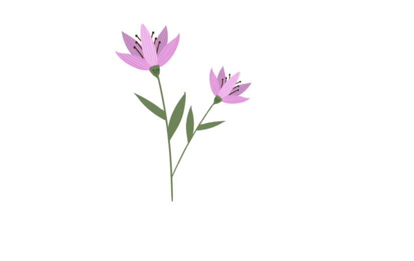 鲜花效果情人节日