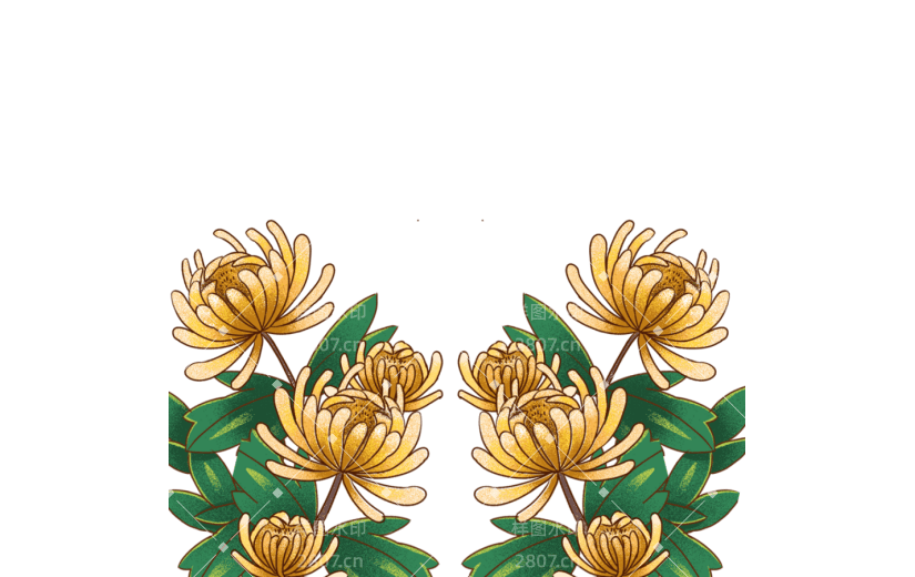 手绘重阳节菊花