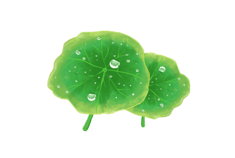 立春春季春雨雨水绿植植物水滴效果