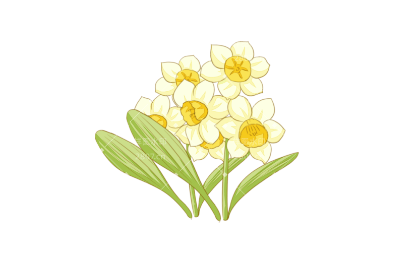 元素小清新水仙花插画元素