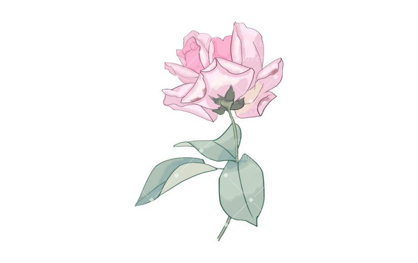 元素粉色水彩月季