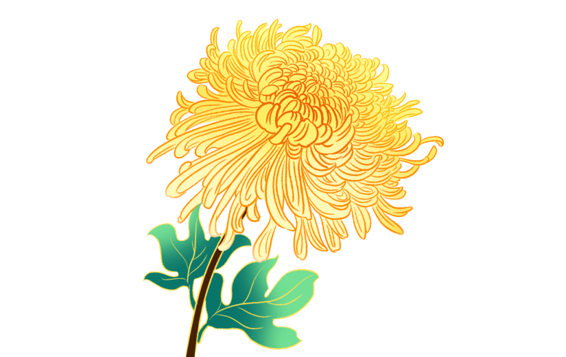 金边    国潮  节日    重阳节     植物    黄色    花卉    菊花