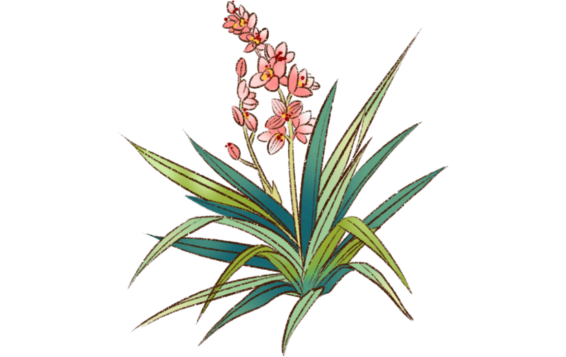 水墨    工笔画   中国画   传统    花鸟   花卉   兰花   工笔花鸟