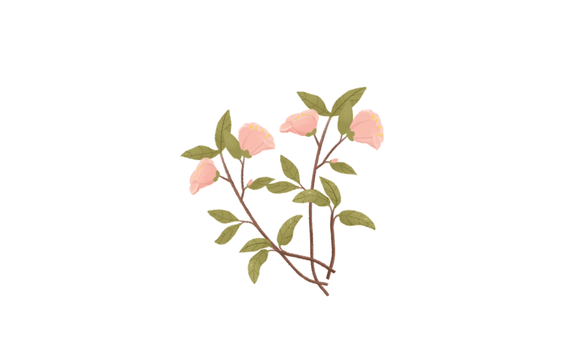 素材花卉花枝
