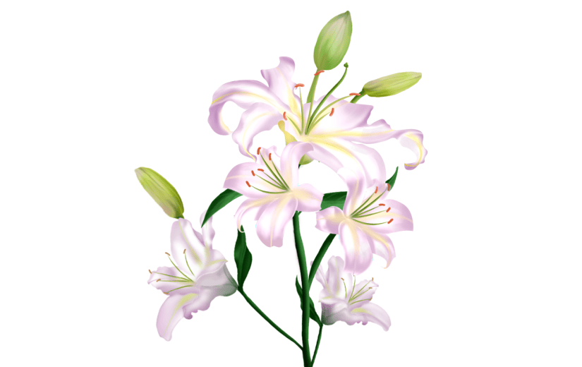 百合花卉